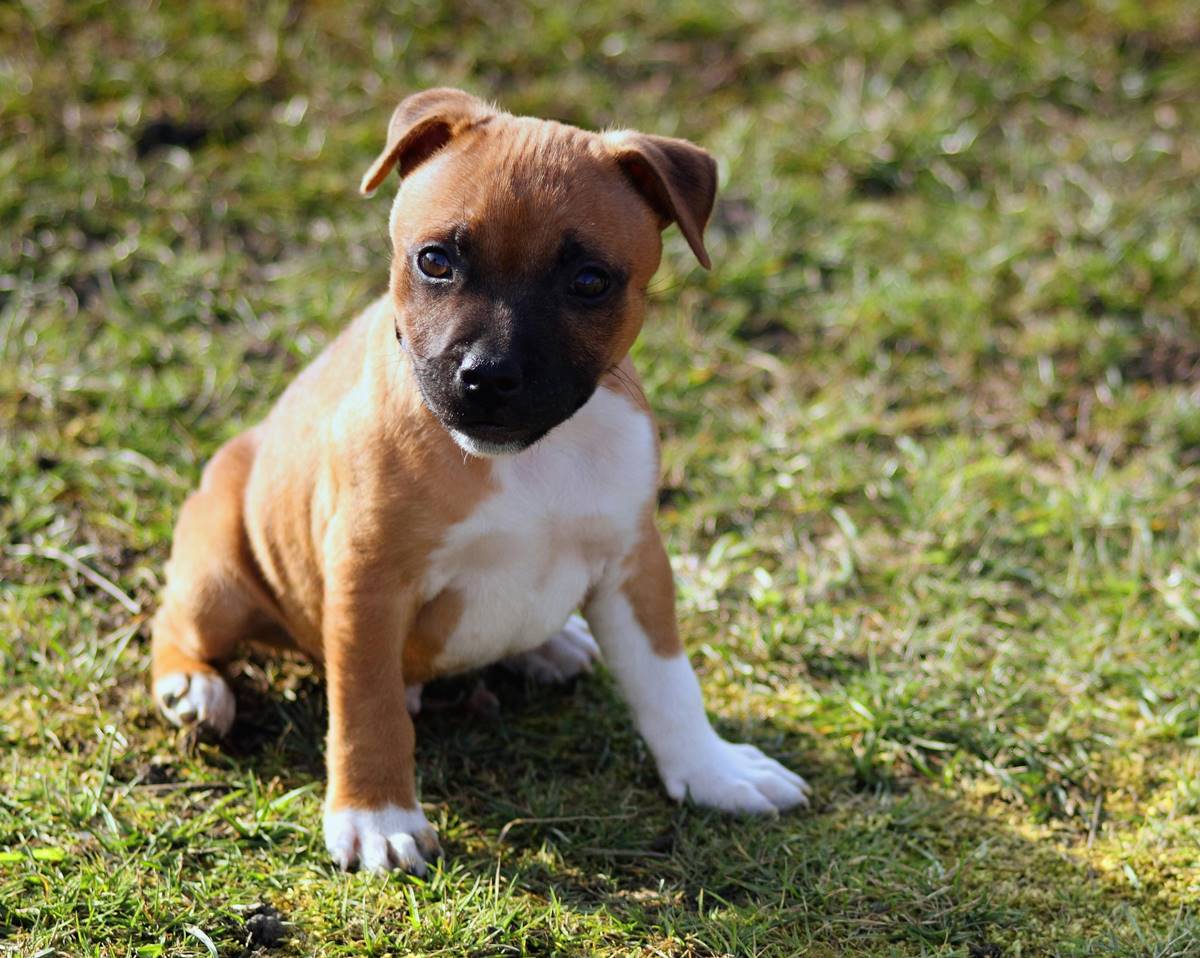 szczeniak rasy staffordshire bull terrier (staffik) piękny młody piesek tej rasy siedzi wpatrzony  prawdopodobnie w obiektyw aparatu.